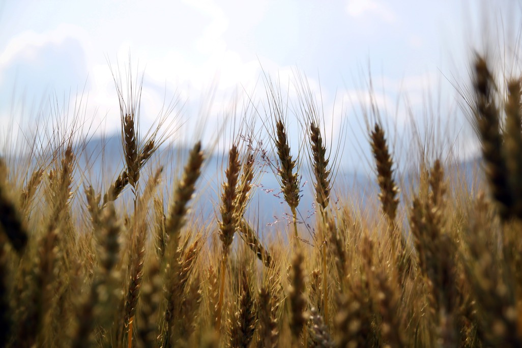 Wheat field pexel